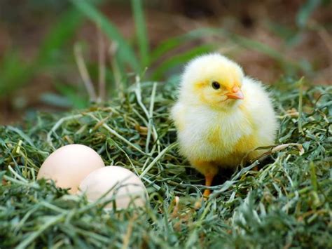 rüyada tavuk yumurta ve civciv görmek
